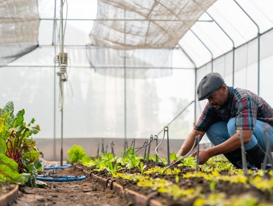 Man crouches inside a greenhouse, tending young vegetable plants in raised garden beds surrounded by irrigation tubing and leafy greens.
