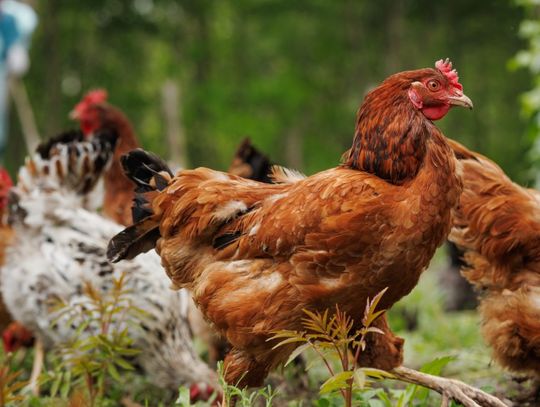 A small group of chickens, including roosters and hens, roaming through the grass with a man standing in the background.
