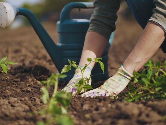 Really Simple Gifts for the Gardener in Your Life