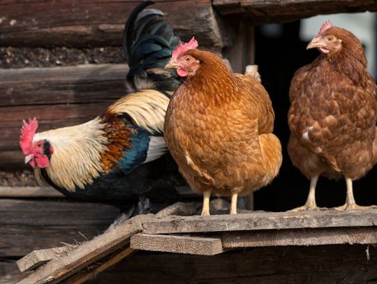 Reasons You Must Clean Your Chicken Coop