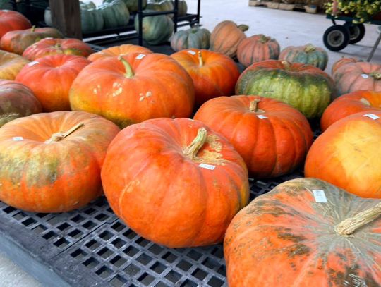 Rivers Greenhouse welcomes pumpkin and gourd season