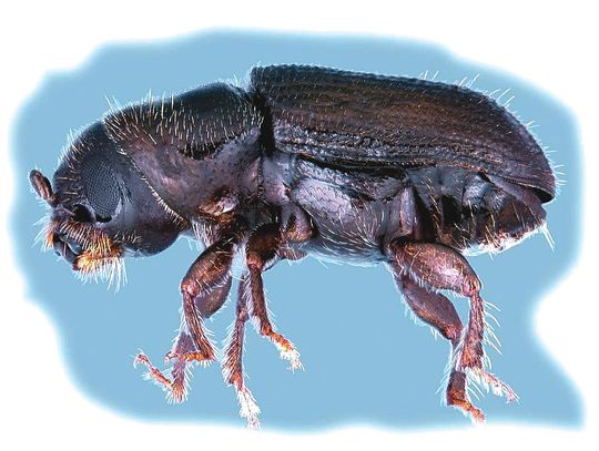 Southern pine beetle activity is on the rise