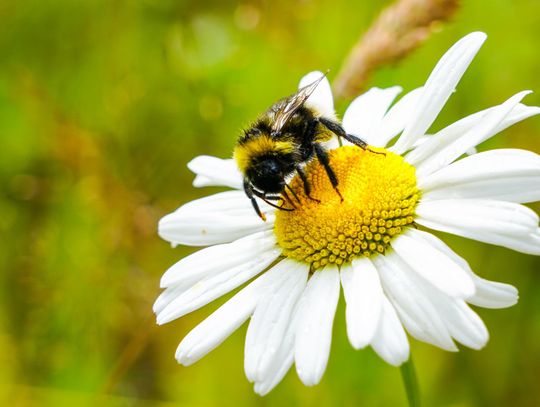 The annual, almost-great southern pollen apocalypse