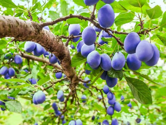Many deep purple plums hanging from the knobby branches of a healthy plum tree with bright green leaves.