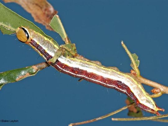 The caterpillar vs. the oakleaf