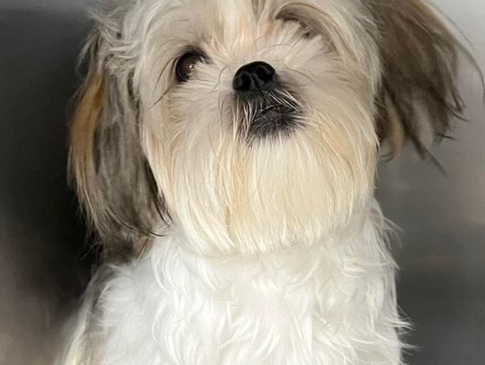 The Crooked Creek Cuties Corner