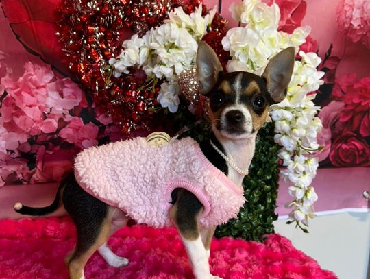 The Crooked Creek Lucky Cutie Corner: Valentine booth Take 2