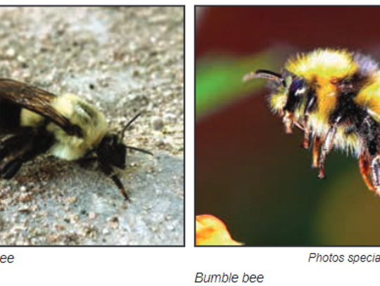 The difference between carpenter bees and bumble bees