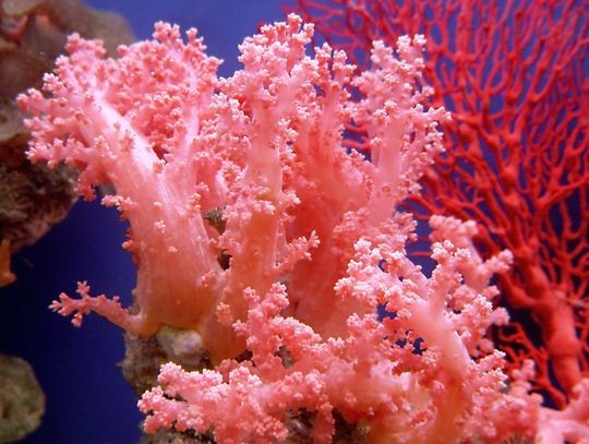 The Differences Between Hard and Soft Corals