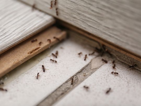 A small swarm of ants are gathered around a tile surface. Some ants are climbing up a wall while other remain on the ground.