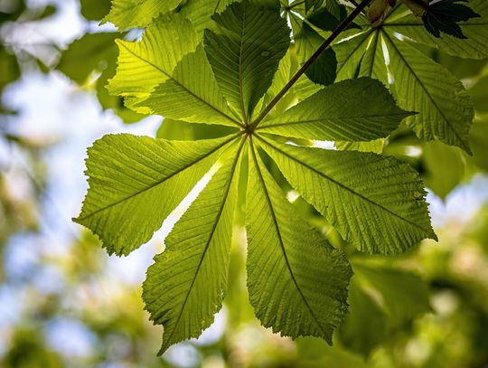 The history of the American chestnut tree in the South