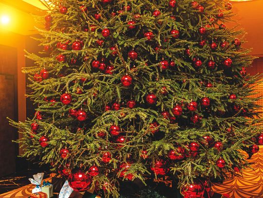 The history of the Christmas tree