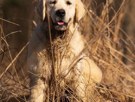 Therapy dog joins DA staff