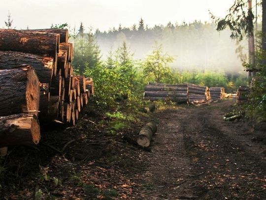 Things You Didn’t Know About Forest Logging