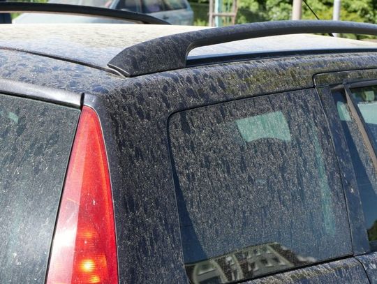 Tips for Protecting Your Vehicle From Pollen