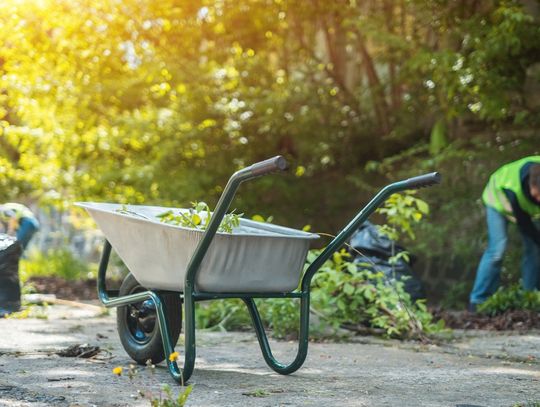 A group of good Samaritans are cleaning up the city and putting leaves in a wheel barrel and trash bags.