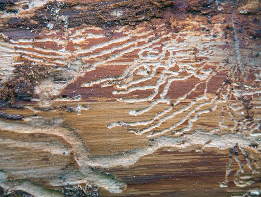 Tree destruction: Pine beetles and other insects