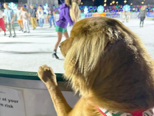 Trustmark Park’s Southern Lights is now pet friendly