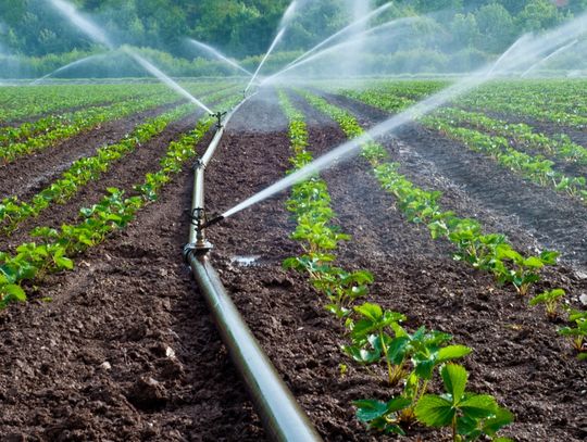 A sprinkler irrigation system spraying water across rows of young crops in a field, with pipes running through soil.