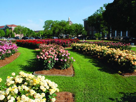 Visit Hattiesburg for world-class roses and fried chicken