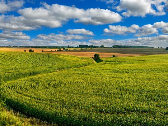 A corn field with evenly spaced rows of green plants forming lines across a wide landscape under a partly cloudy sky.