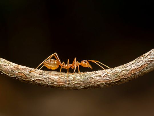 Ways to take care of your fire ant problem