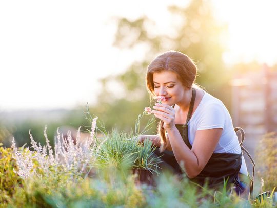 What Are the Best Plants for My Garden That Are Pet-Safe?