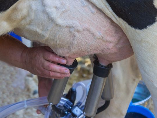A close-up of a cow's udder as a person attaches a milking machine with metal cups and clear tubing.
