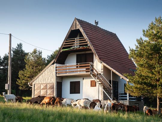 A property with a tall house that contains multiple decks. A herd of goats stand outside and graze in the tall grass.