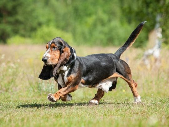 What To Know About Raising Stubborn Basset Hounds