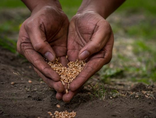 Why Seed Sovereignty Is Vital for Indigenous Peoples