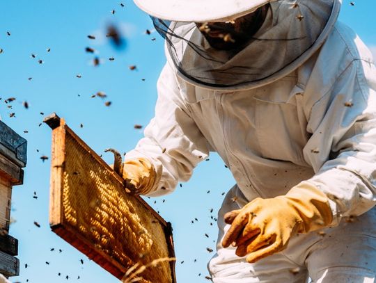 A person wearing a full-body beekeeping suit holding a frame removed from a nearby hive as bees buzz around them.