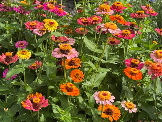 Zinnia varieties perform through summer months