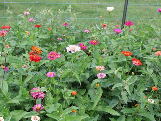 Zinnias are blooming in Shiloh