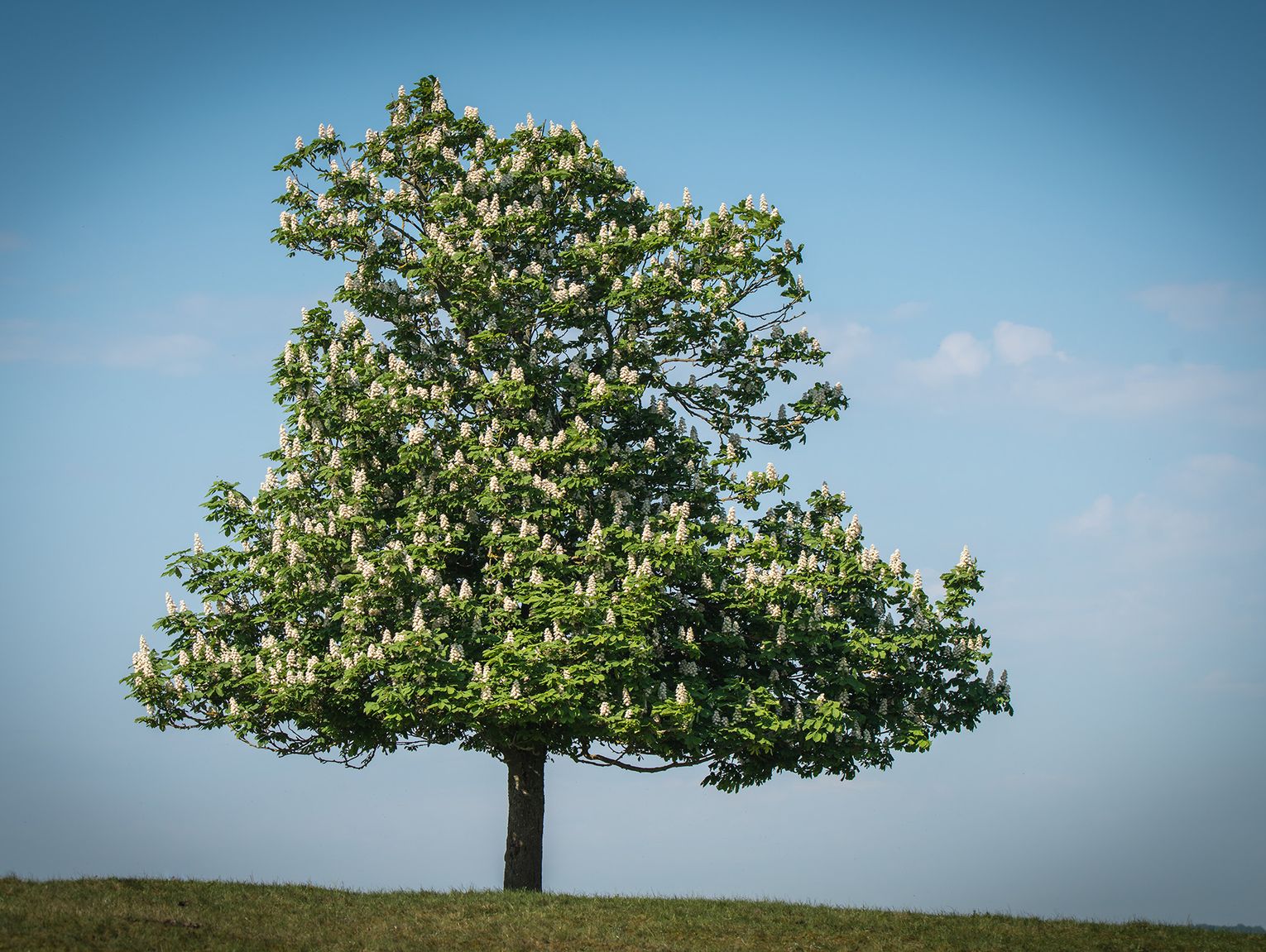 A history of the American chestnut