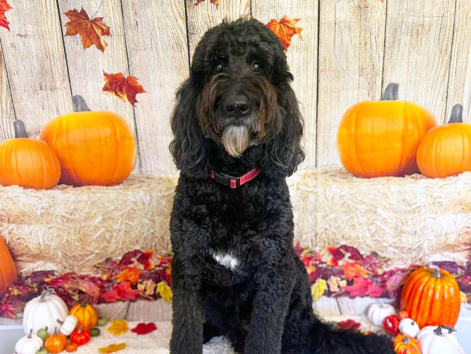 Crooked Creek holds raffle to support local pup