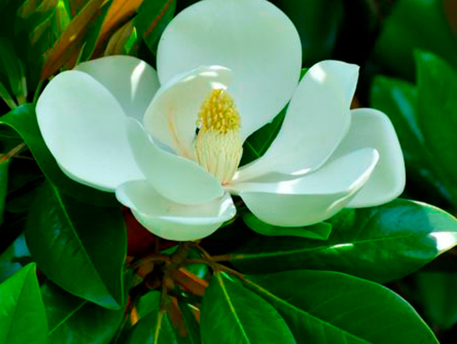 MSU extension service: southern magnolia