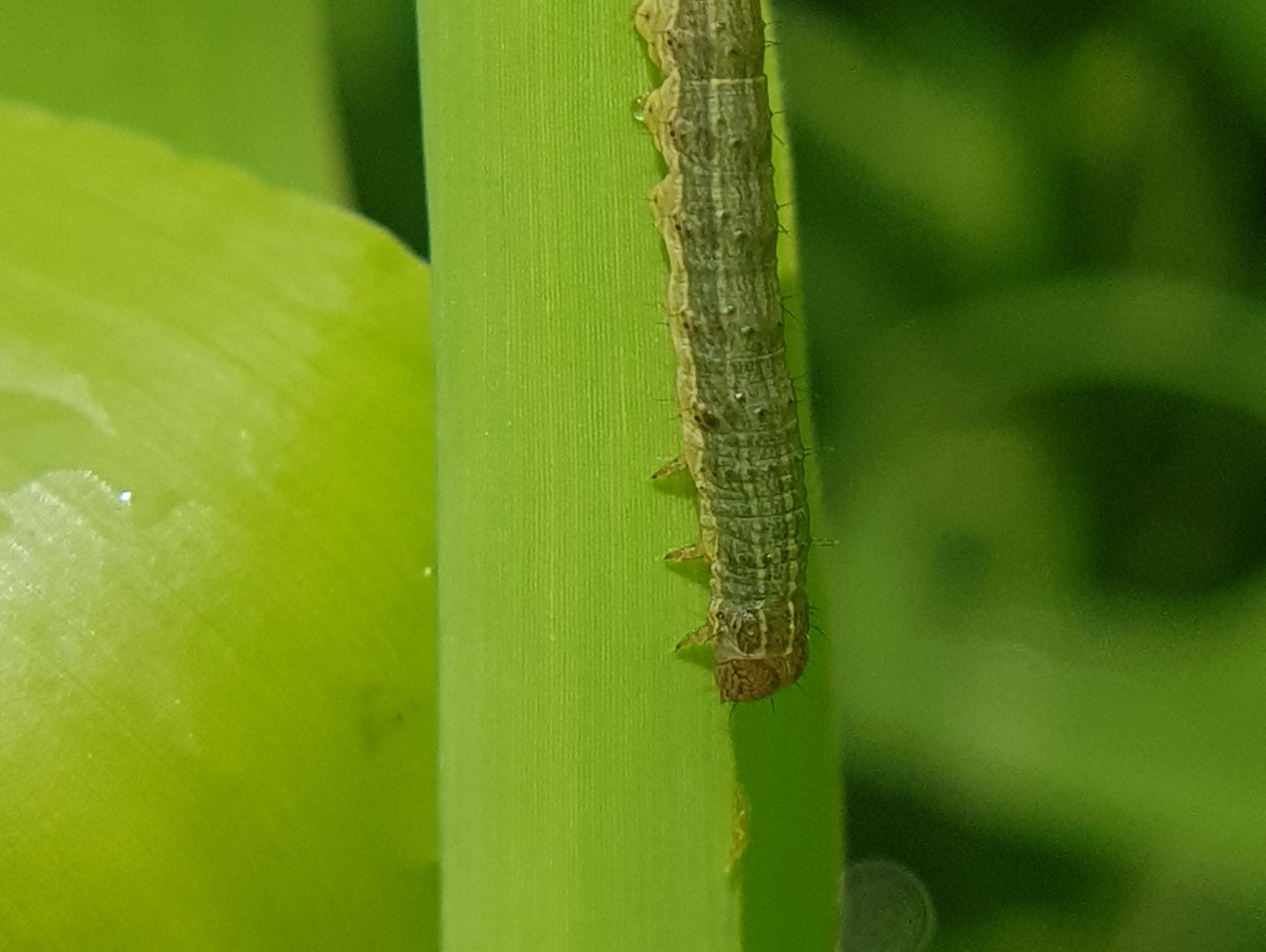 Fall Army Insect The prevention, management, and treatment of Fall Army Worms
