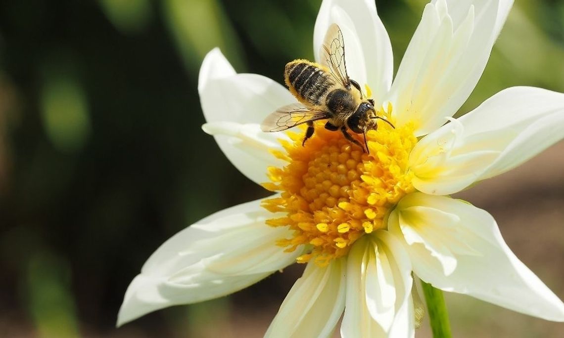 5 Interesting Little-Known Facts About Honeybees