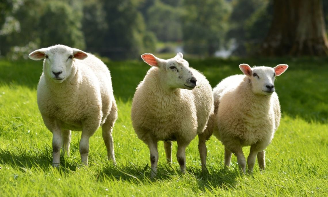 5 of The Best Farm Animals for Small Acreage A white sheep with curly wool standing close in a grassy field with other sheep and a cloudy sky behind it.