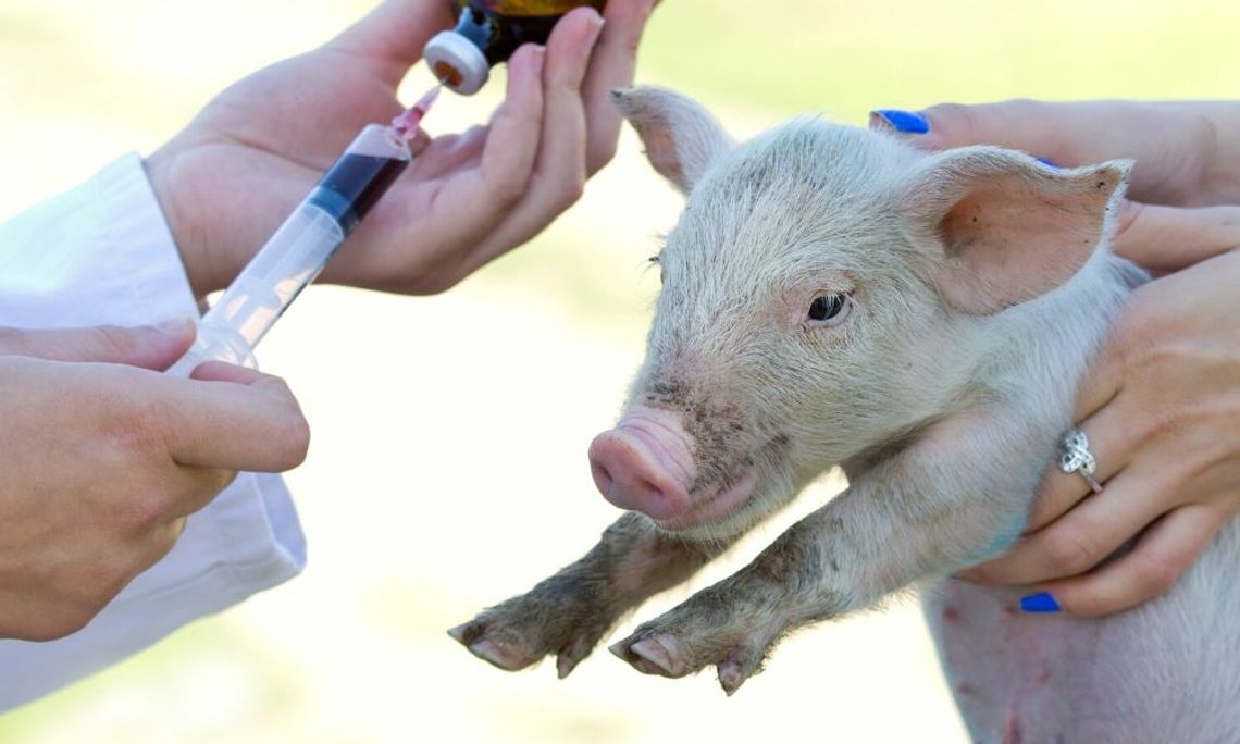 5 Signs of Sick Farm Animals You Must Know
