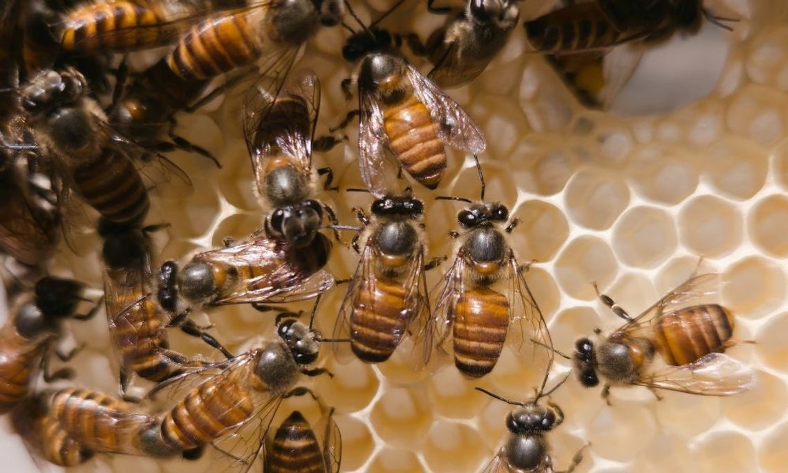 6 Things To Know About Buying Bees Online