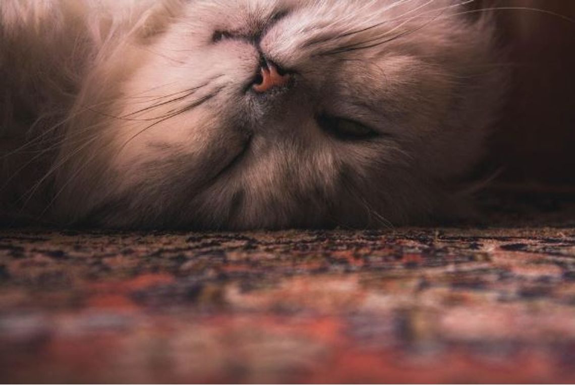 6 Things You Didn't Know About Persian Cats