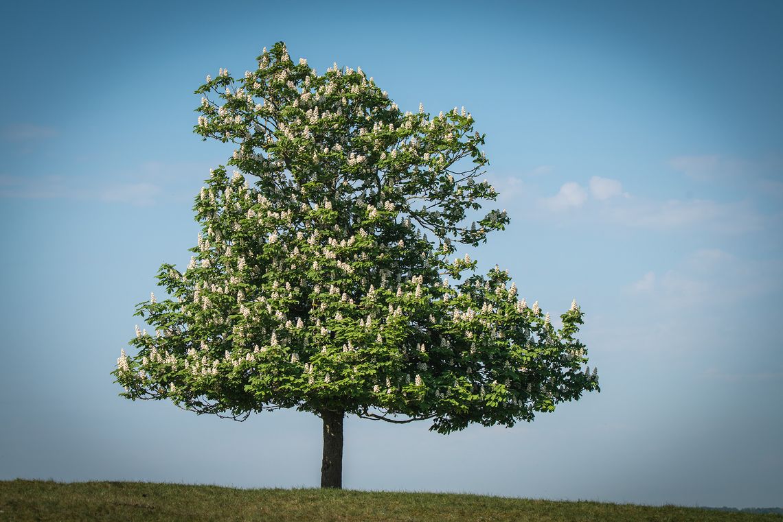 A history of the American chestnut tree and the blight