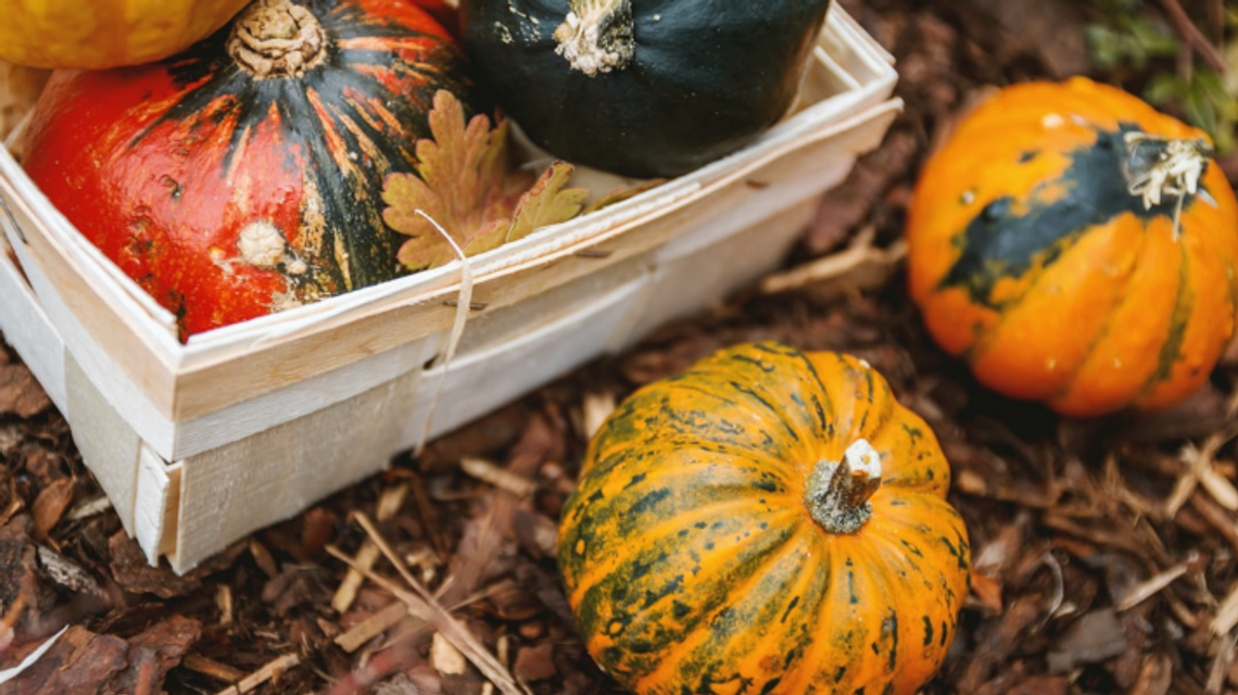 Autumn Yard Maintenance: How to Keep Your Garden Looking Gorgeous