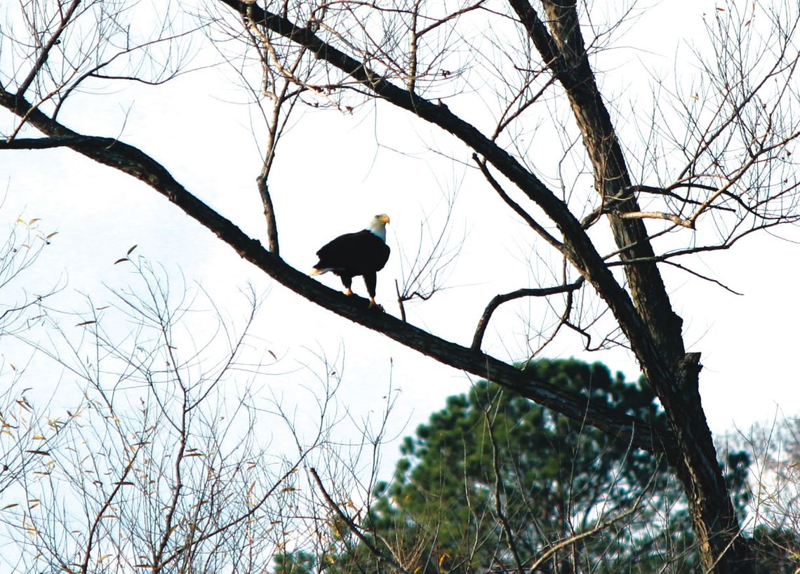 Bald eagles spotted in Walters