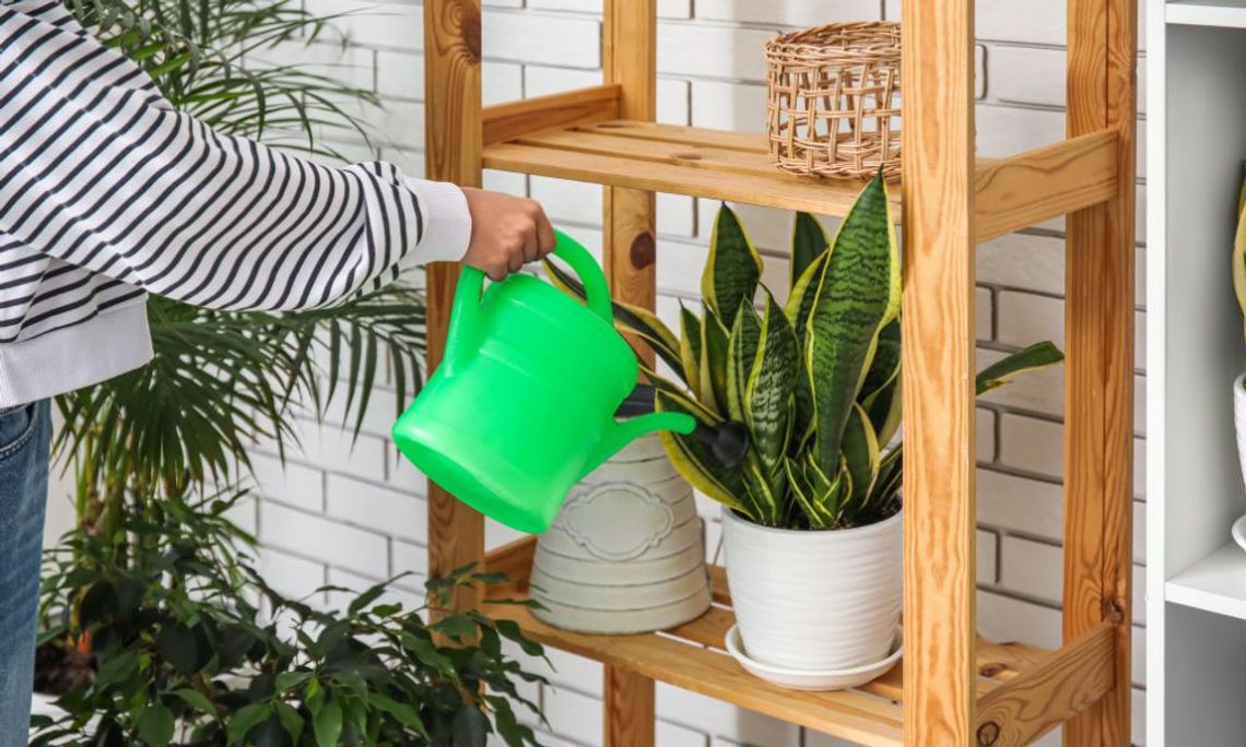 Best Houseplants for Beginners and How To Care for Them