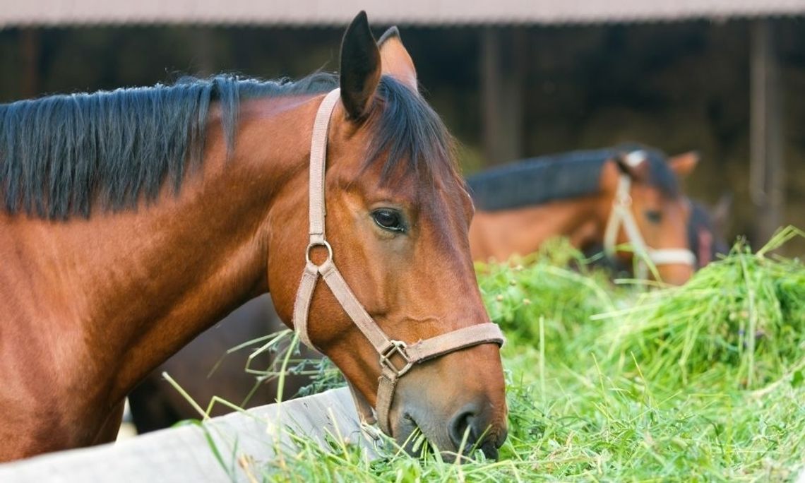 Best Rules To Follow for Feeding Your Horses