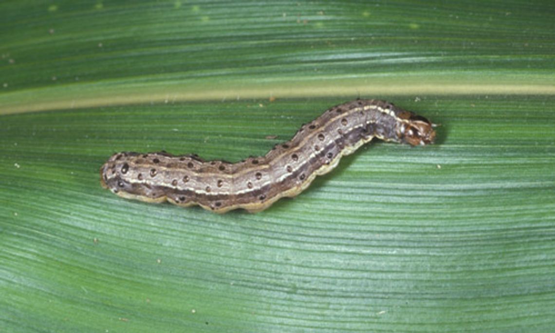 Beware of fall armyworms infestations