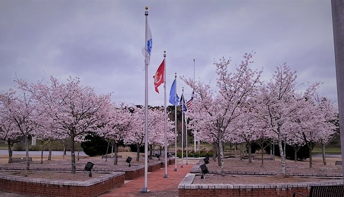 Cherry blossoms in Mississippi? Yep, it's true!